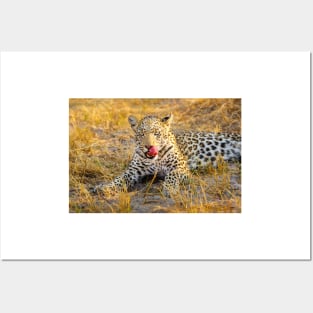 Leopard (Panthera pardus) in the Okavango Delta Posters and Art
